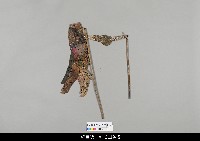 藏品(中國湖北皮影戲偶身-旦)的圖片